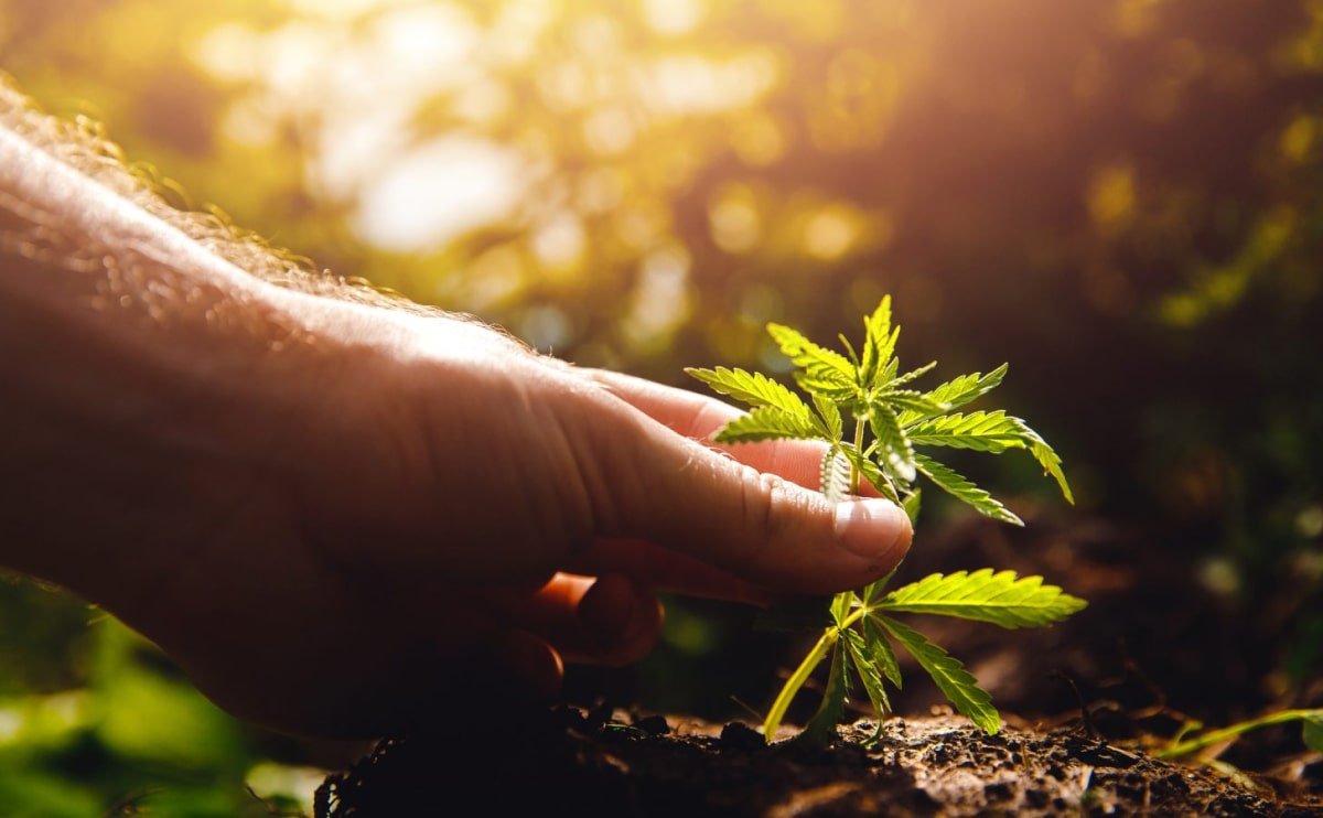 The Hidden Dangers of Illegal Cannabis Purchases in the UK