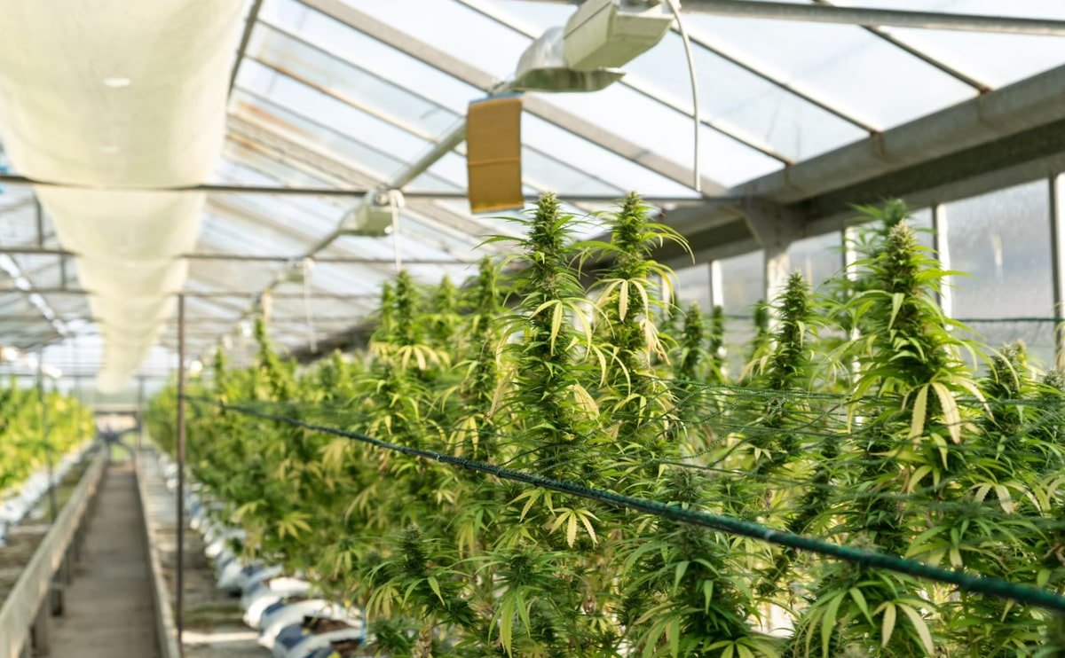 Medical Cannabis in Manchester UK: Your Complete Guide