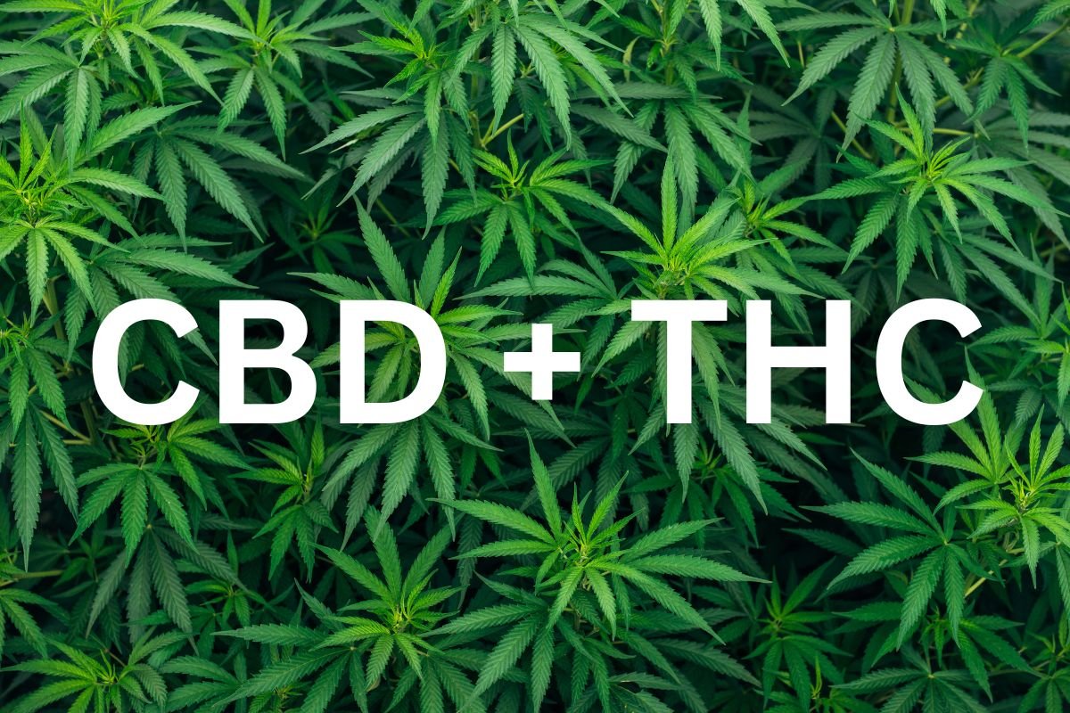 Il CBD e il THC spiegati