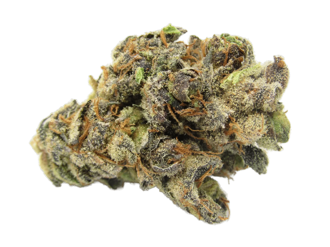 cannabis sativa manchester