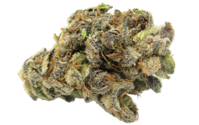 cannabis sativa manchester