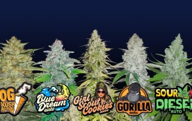 buy cali cannabis in manchester uk