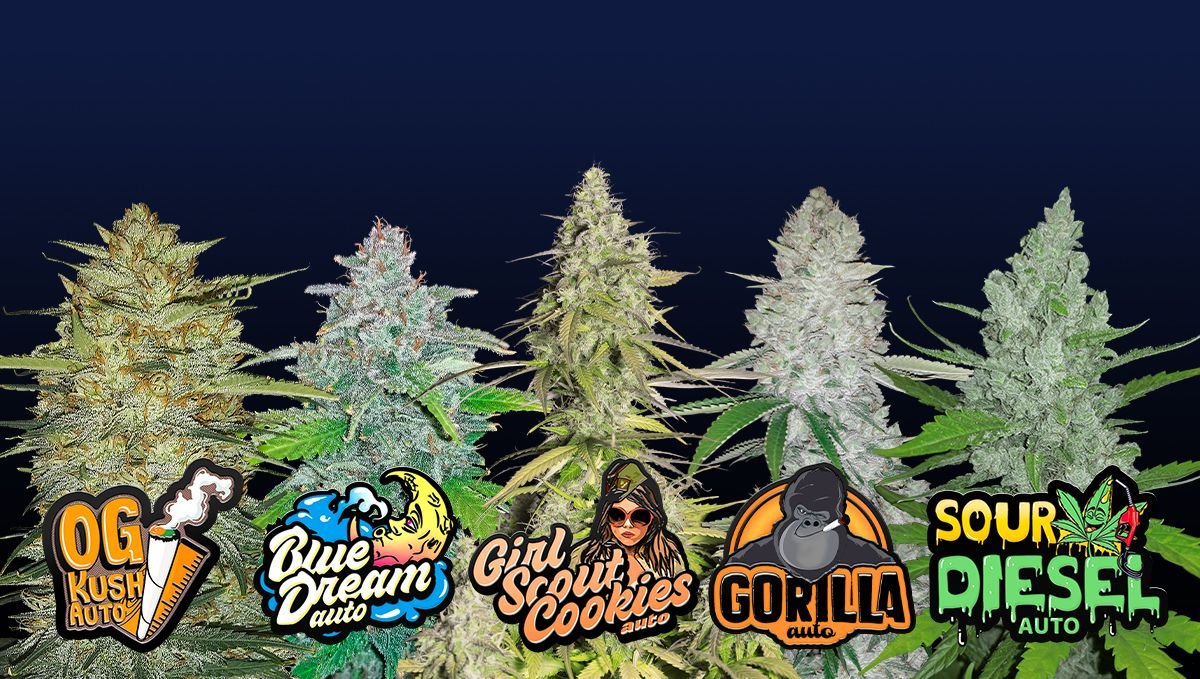 buy cali cannabis in manchester uk