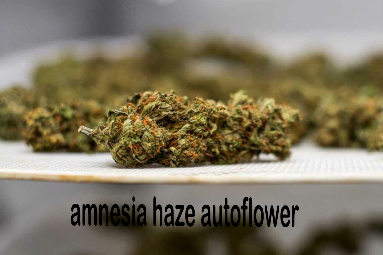 amnesia haze