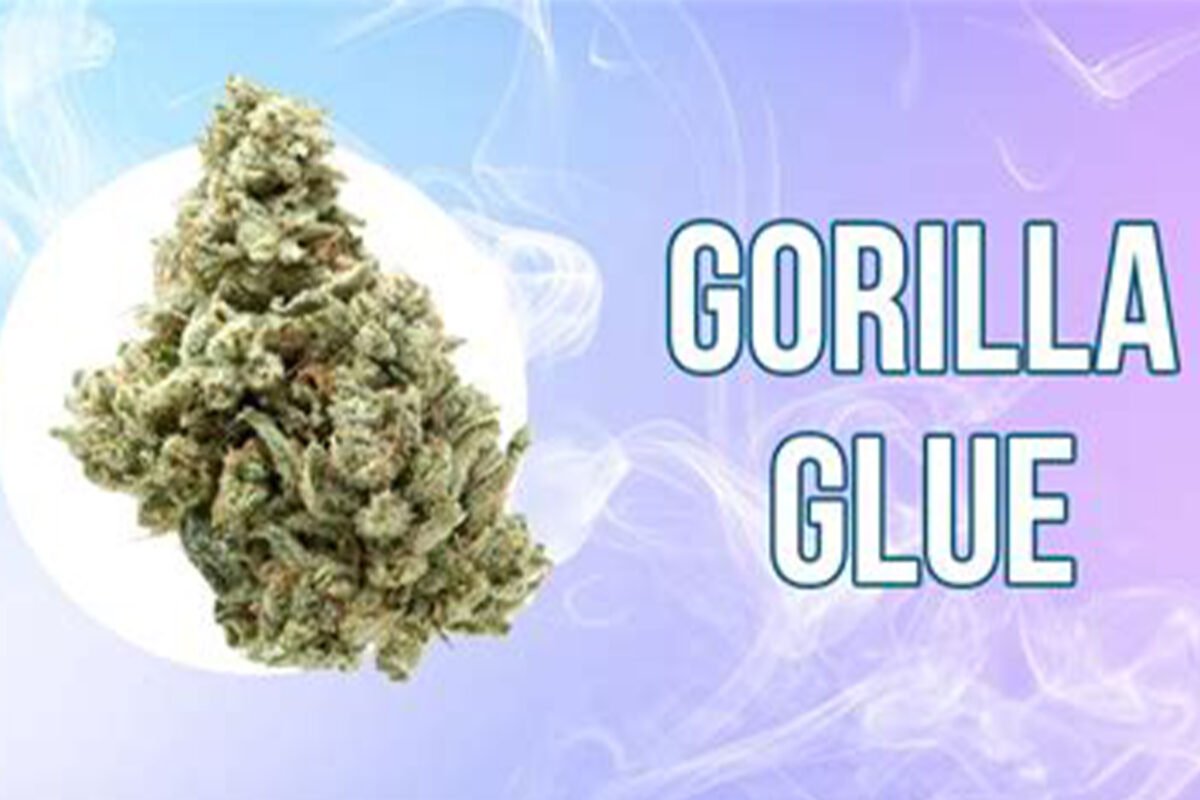 gorilla glue #4 strain grow info