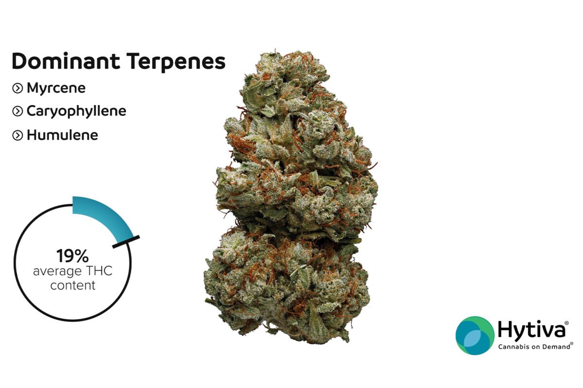 Northern Lights weed strain