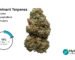 Northern Lights weed strain